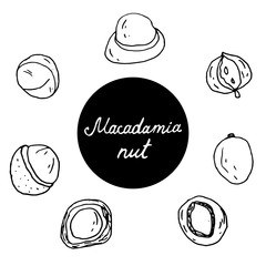 Set of hand drawn nuts. Black outline macadamia nut isolated white background. Collection