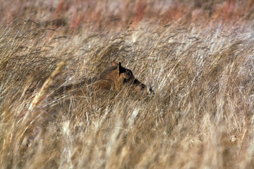A Common Warthog (Phacochoerus africanus) hiding in the long grass