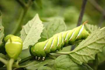 Close Up of Bright Green Tomato Hornworms Eating Leaves
