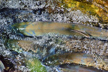 Silver Salmon - Alaska 