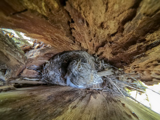 Certhia familiaris. The nest of the Tree Creeper in nature.