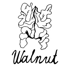 Walnut on an isolated white background hand-drawn. Black outline of walnut.