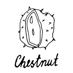 Hand painted nut on an isolated white background. Black outline of a chestnut.