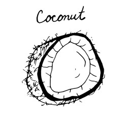 Hand painted nut on an isolated white background. Black outline coconut. Vector illustration.