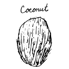Hand painted nut on an isolated white background. Black outline coconut. Vector illustration.