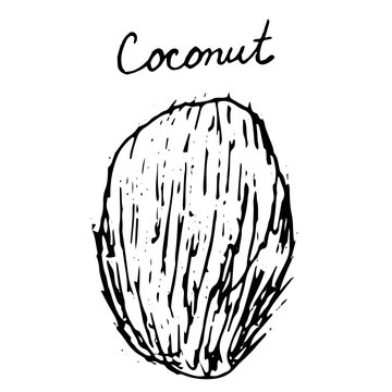 Hand painted nut on an isolated white background. Black outline coconut. Vector illustration.