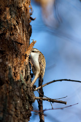 Tree Creeper (Certhia familiaris).