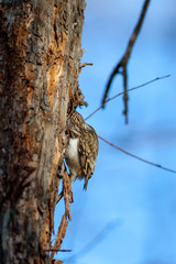 Tree Creeper (Certhia familiaris).
