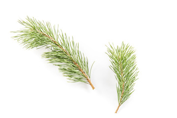 branch of fir-tree on a white background closeup