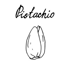 Hand painted nut on an isolated white background. Black outline pistachio. Vector illustration.
