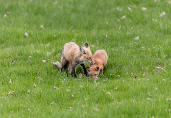 Fox cubs playing in a field in Quebec, Canada.