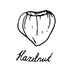 Hand painted nut on an isolated white background. Black contour hazelnut nut. Vector illustration.