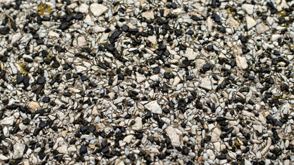texture of stone background gravel