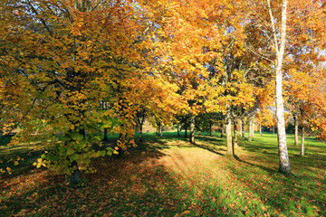 Trees in a park  in autumn