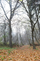 Autumn foggy morning in the forest. Trees in the fog.