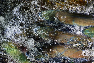 Silver Salmon - Alaska 