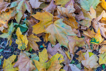 Colorful backround image of fallen autumn leaves perfect for seasonal use
