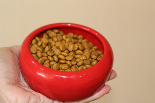 cat food in the hand of a man in a red plate