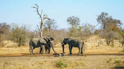 elephants in kruger national park, mpumalanga, south africa 12