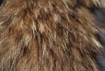 silver Fox fur for background
