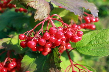 Red berries of viburnum. Colorful autumn background with viburnum berries and leaves. Medicinal plant.