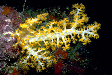 Yellow Soft Coral