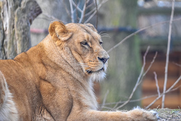 Obraz premium portrait of a lioness
