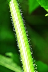 Seward - Kenai Peninsula 