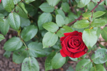 Red Rose1