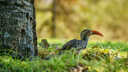 southern yellow-billed hornbill in kruger national park, mpumalanga, south africa 21