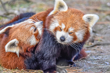 a red panda with a puppy