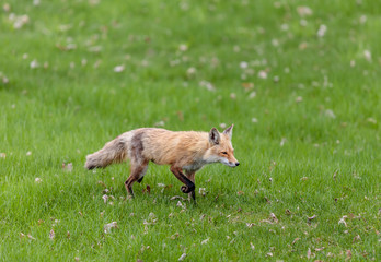 Fox cubs playing in a field in Quebec, Canada.
