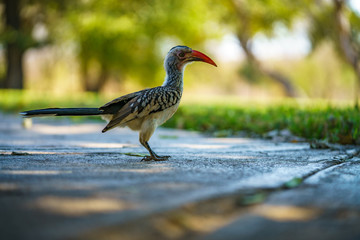 southern yellow-billed hornbill in kruger national park, mpumalanga, south africa 39
