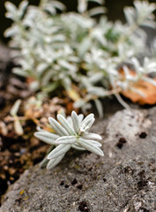 flower in stone. Flora. Nature