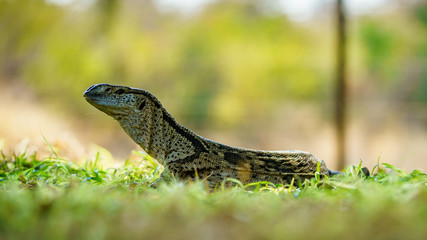 monitor lizard in kruger national park, mpumalanga, south africa 4