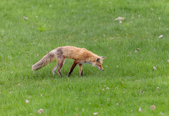 Fox cubs playing in a field in Quebec, Canada.