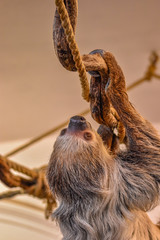 a sloth on a branch