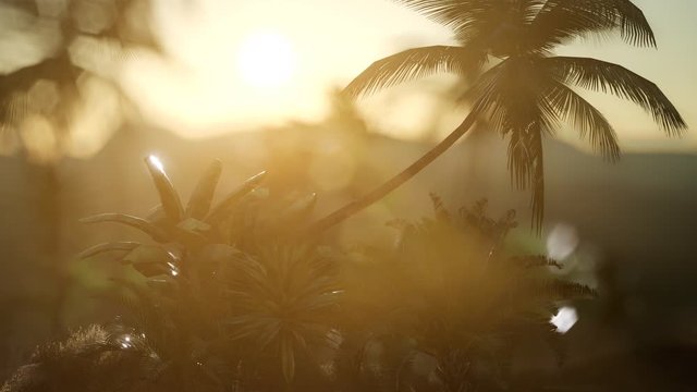 view of the palm trees in fog at sunset