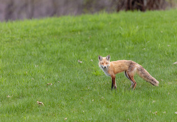 Fox cubs playing in a field in Quebec, Canada.