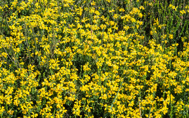 Field of yellow flowers of hawthorn