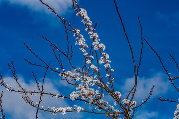 Branches of a tree blooming with white flowers