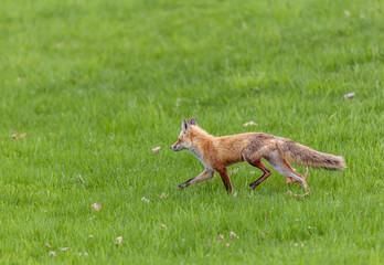 Fox cubs playing in a field in Quebec, Canada.