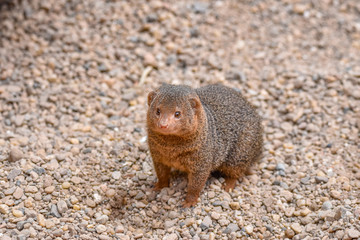 Common dwarf mongoose