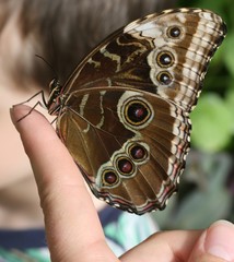 Butterfly Resting On Finger