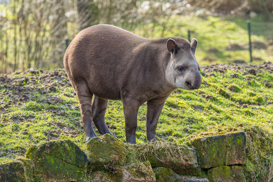 Tapir standing on stones with moss on the shore of a pond with a blurred background, sunny day in the Netherlands Holland