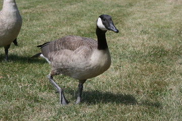 Canadian Goose Walking On Grass