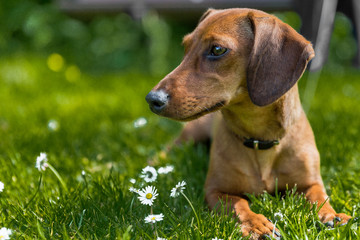 Light brown short haired dachshund puppy lying on green grass with small white flowers against a...