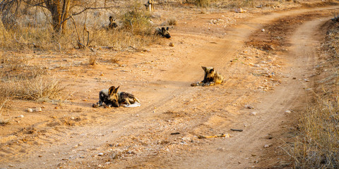 wild dogs in kruger national park, mpumalanga, south africa 3