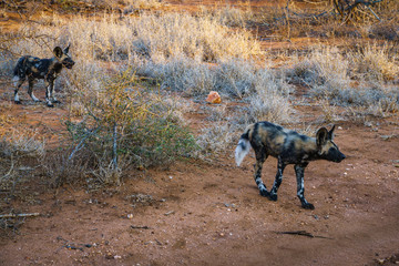 wild dogs in kruger national park, mpumalanga, south africa 22