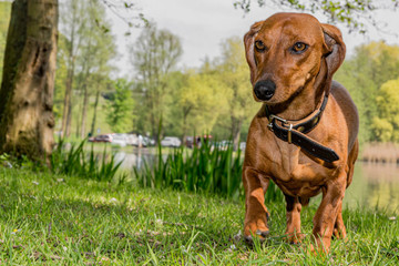 Obraz premium Dachshund aka Sausage dog standing on a meadow in front of a lake with reed foliage. The background with green vegatation is blurred so the dog stands out in the picture.